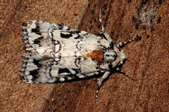 Bryolymnia systera