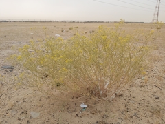 Haplophyllum tuberculatum