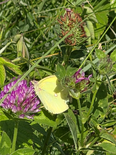 Pink-edged Sulphur