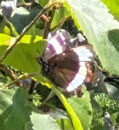 Red-spotted Admiral