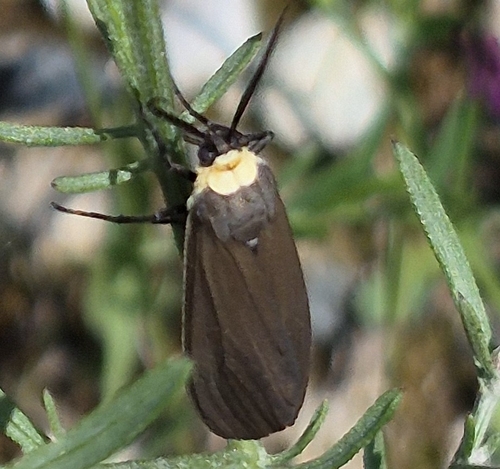 Yellow-collared Scape Moth