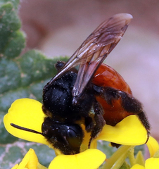 Andrena prima