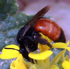 Andrena prima