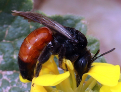 Andrena prima
