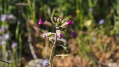 Boechera californica