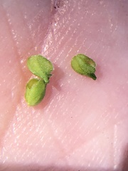 Plectritis congesta brachystemon