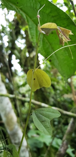 Passiflora punctata, photograph 3