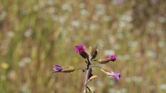 Boechera californica