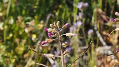 Boechera californica