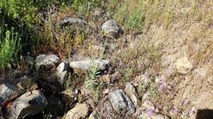 Boechera californica