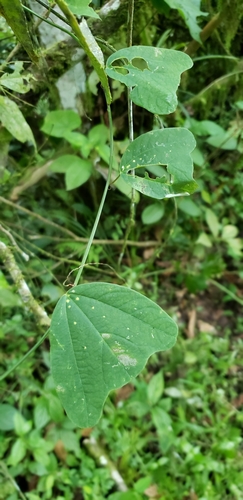 Passiflora punctata, photograph 4