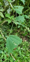 Passiflora punctata, photograph (c) Denise Dalbosco Dell'Aglio, some rights reserved (CC BY)