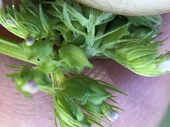 Plectritis congesta brachystemon