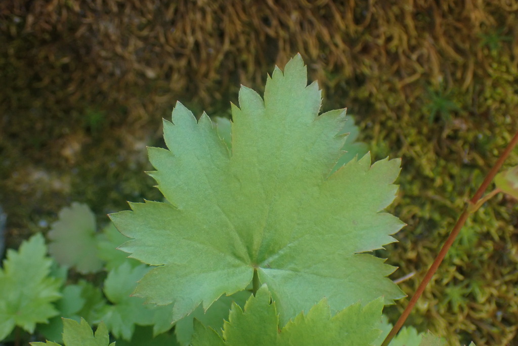 Heuchera glabra; photograph author not stated, no rights reserved