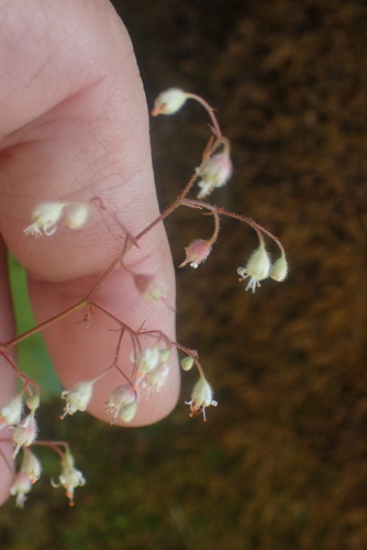 Heuchera glabra, photograph 4