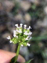 Plectritis congesta brachystemon