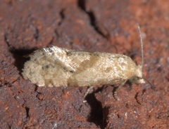Platphalonidia