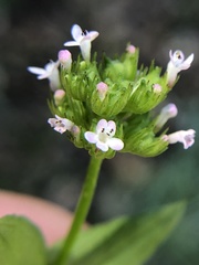 Plectritis congesta brachystemon