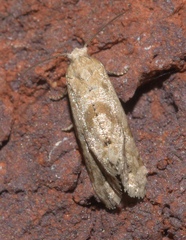 Platphalonidia