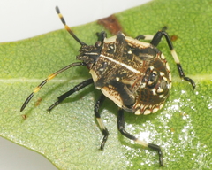 Oncocoris geniculatus