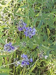 Pediomelum tenuiflorum