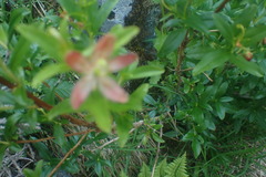 Elliottia pyroliflora, photograph author not stated, no rights reserved