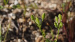 Yabea microcarpa