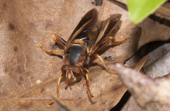 Teuchocnemis bacuntius