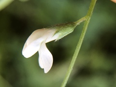 Vicia hassei