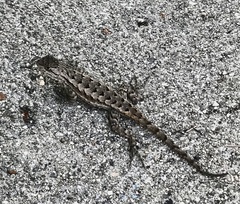 Sceloporus occidentalis
