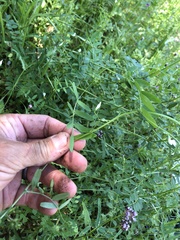 Vicia hassei