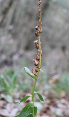 Digitalis lutea, photograph (c) Lídia Carrera, some rights reserved (CC BY)