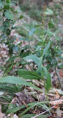 Digitalis lutea, photograph (c) Lídia Carrera, some rights reserved (CC BY)