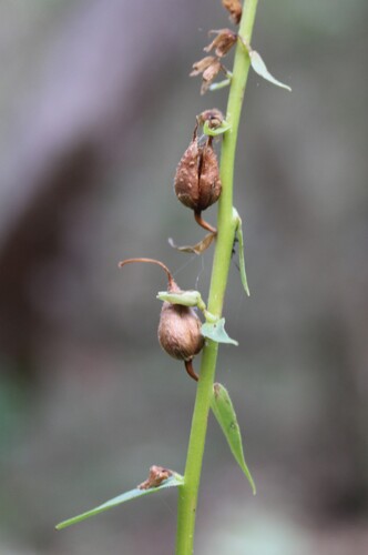 Digitalis lutea, photograph 5
