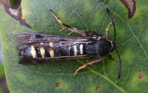 Raspberry clearwing moth