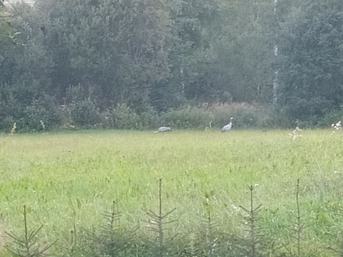 Common Crane