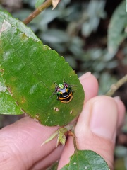 Chrysocoris fascialis