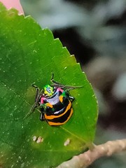 Chrysocoris fascialis