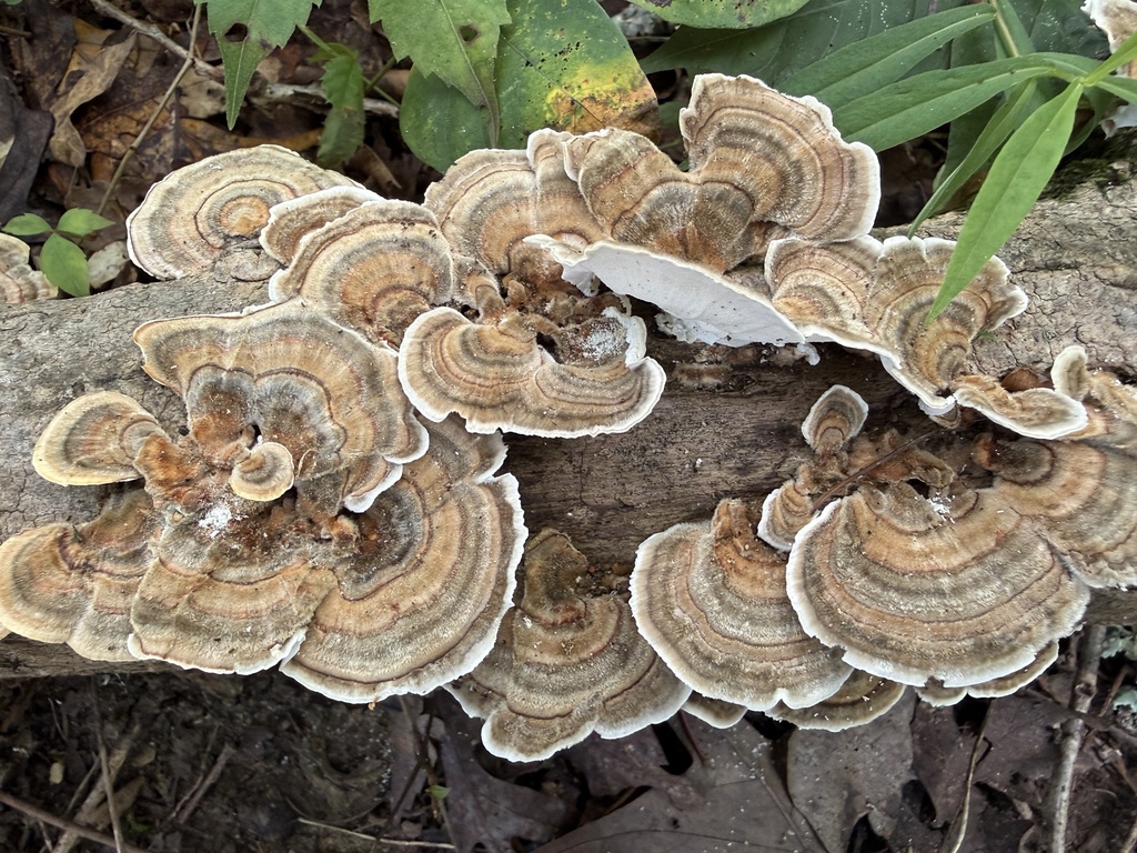 turkey-tail · August 2026 · photo: Photo: (c) Hill Craddock, some rights reserved (CC BY) · iNaturalist