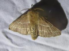 Malacosoma americana