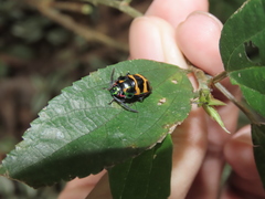 Chrysocoris fascialis