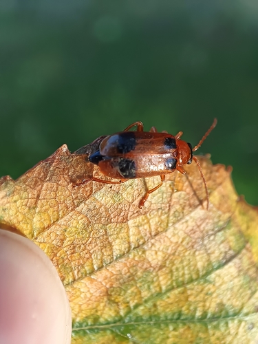 skullcap leaf beetle