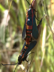 Synanthedon polygoni