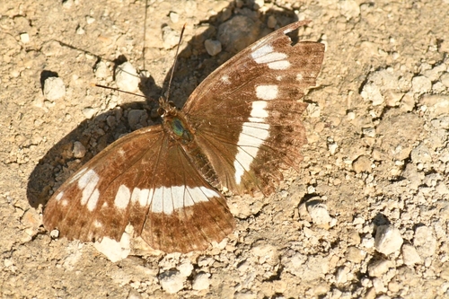 Eurasian White Admiral