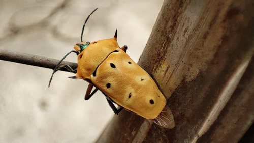 ocellated shield bug