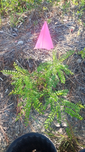 Carolina lead-plant