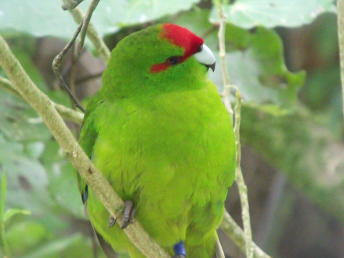 Cyanoramphus novaezelandiae
