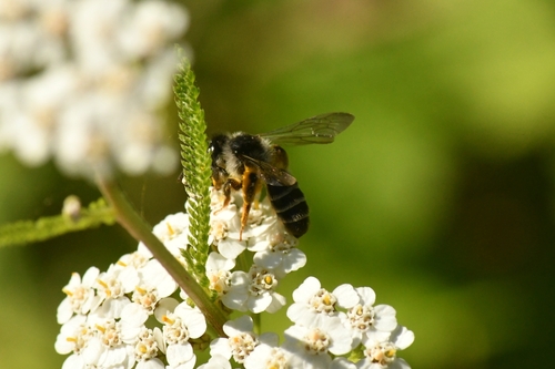 Grey-banded Mining Bee