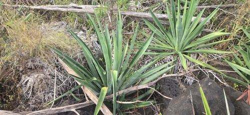Agave, 2026-08-09