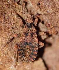 Reduviinae
